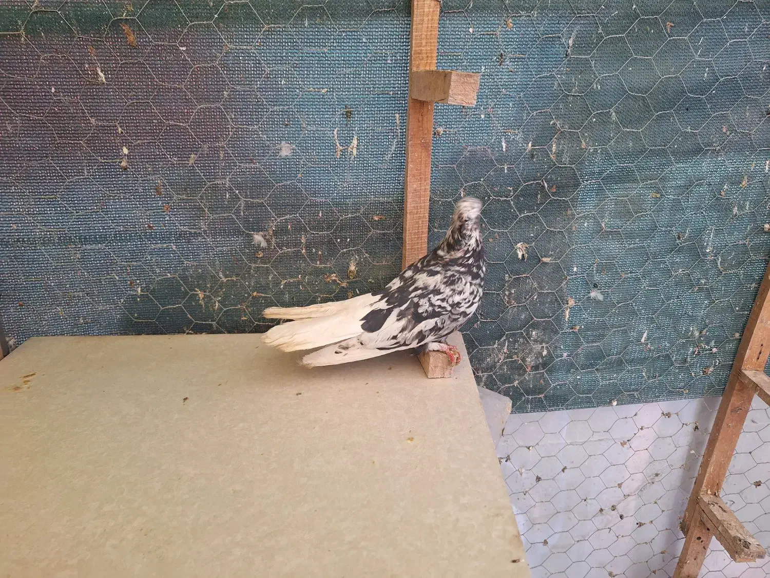 کبوتر رنگی . طوقی . دمسفید|پرنده|شاهینشهر, شهرک میلاد|دیوار