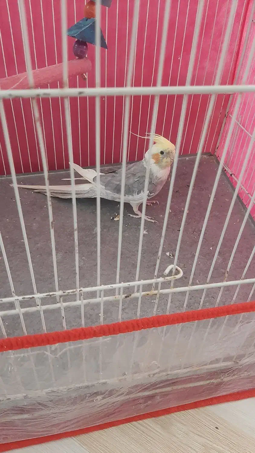 عروس هلندی|پرنده|سبزوار, قلعه‌نو دهزار|دیوار