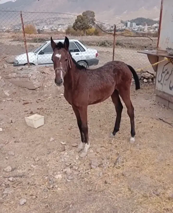 کره اسب نر|حیوانات مزرعه|سیروان, |دیوار