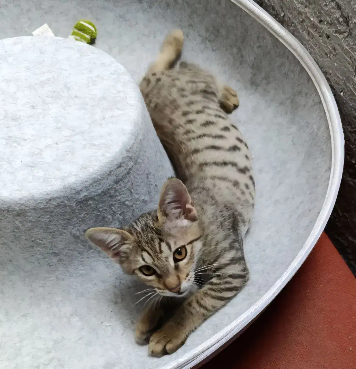 واگذاری گربه نر ۵ ماهه تهران گیلان|گربه|کلاچای, |دیوار