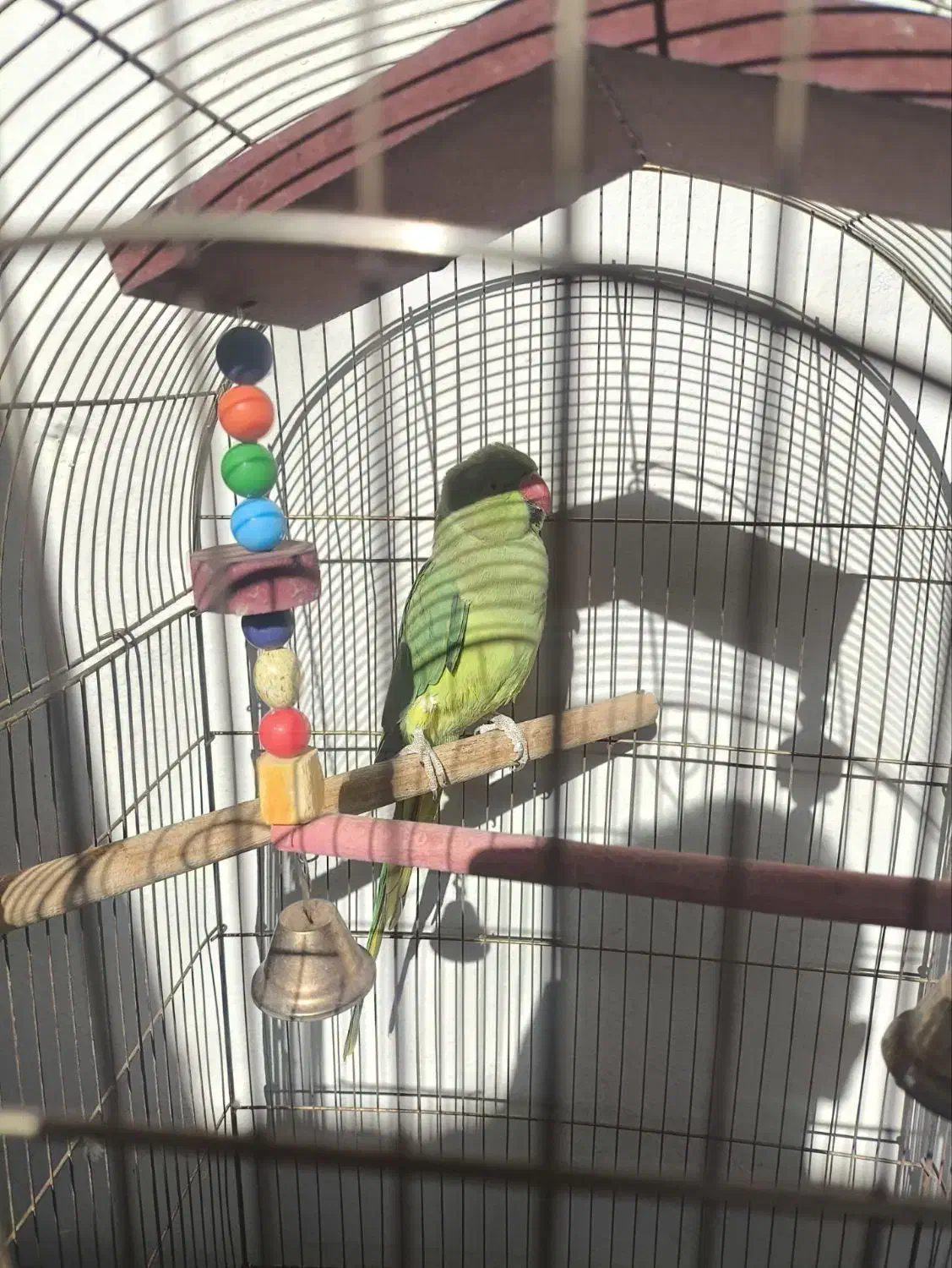 طوطی ملنگو|پرنده|میانه, |دیوار