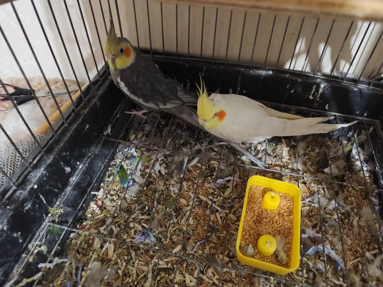 سه عدد عروس هلندی زیبا|پرنده|تهران, اتابک|دیوار