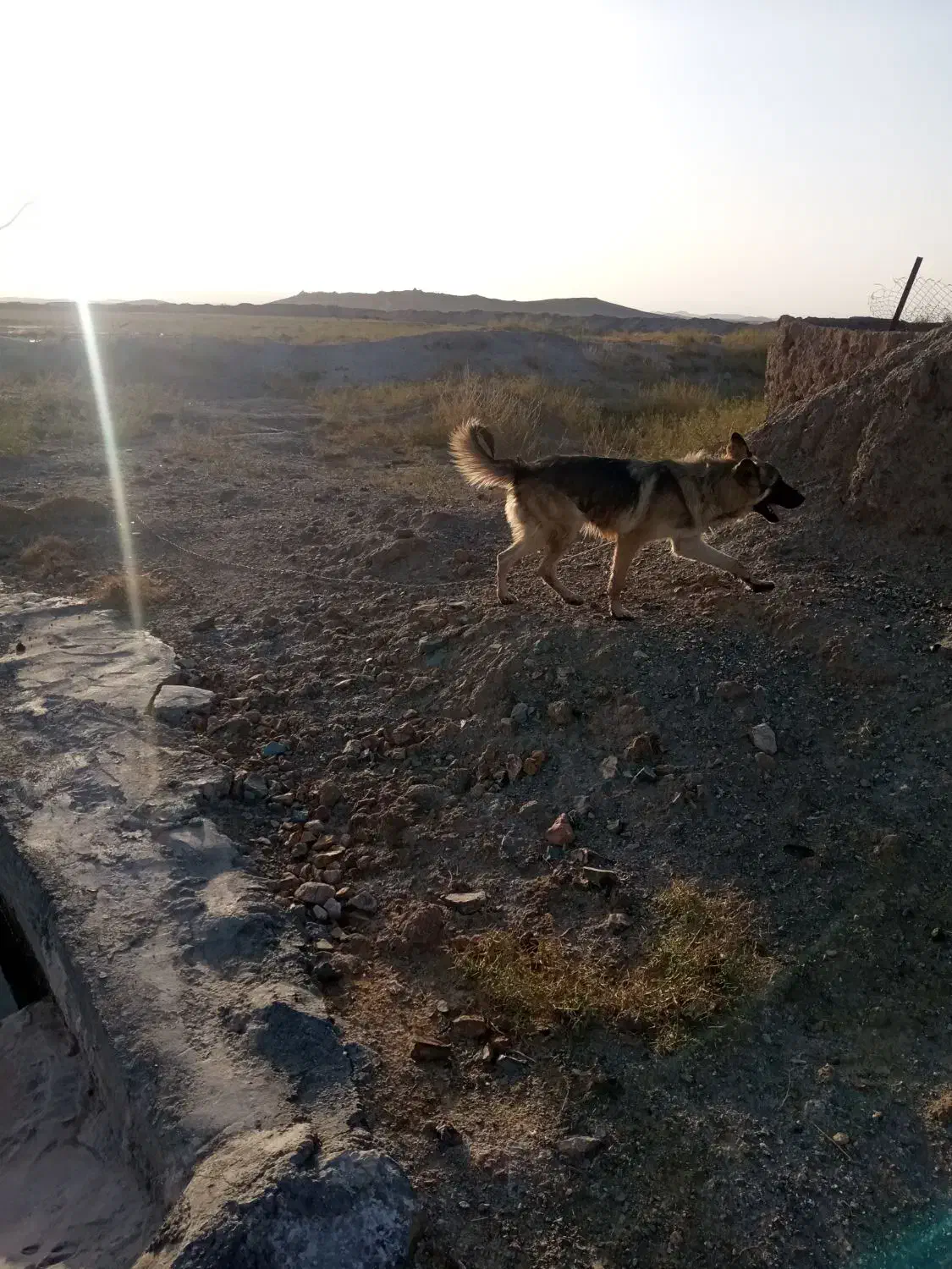 سگ گمشده|حیوانات|جلگه ماژان, |دیوار