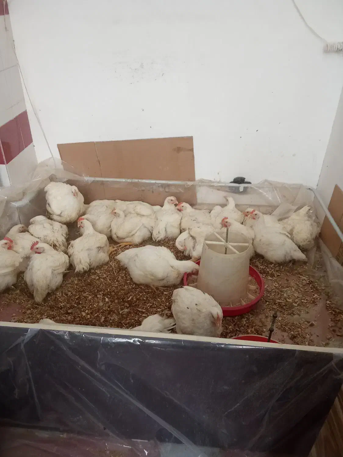 مرغ فروشی جمال /شستشو وقطعه بندی|خوردنی و آشامیدنی|مهاباد (آذربایجان غربی), |دیوار