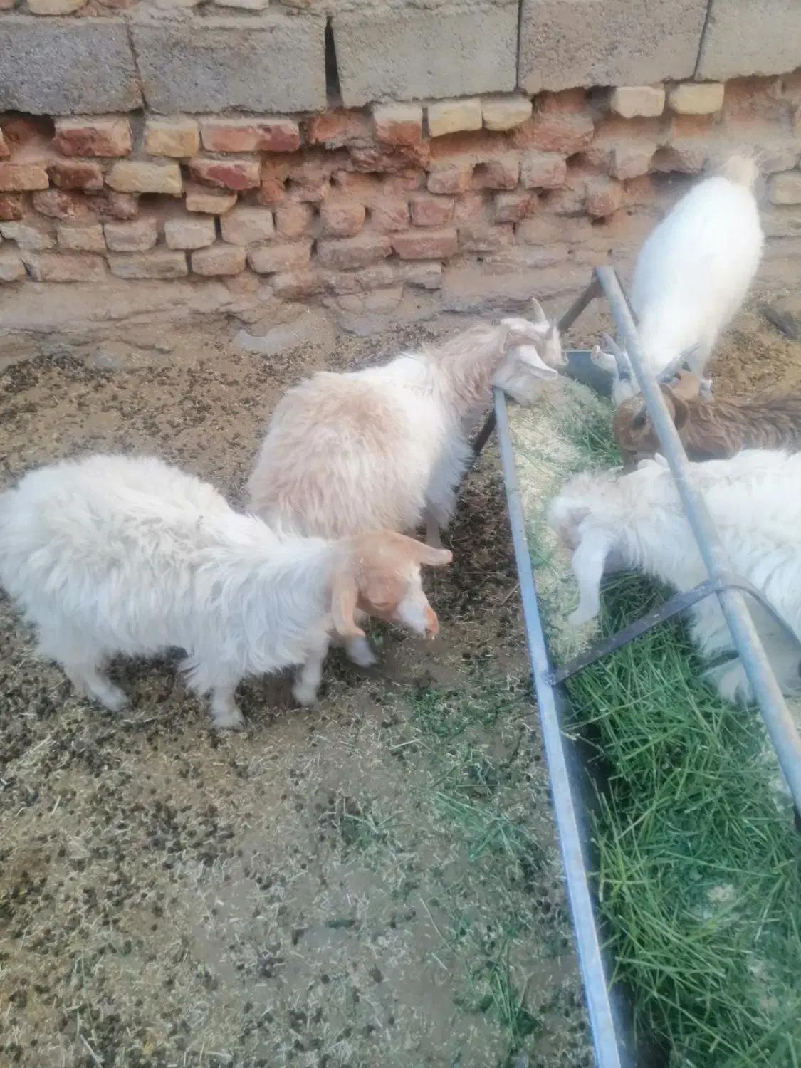 کره|حیوانات مزرعه|ماهان, |دیوار