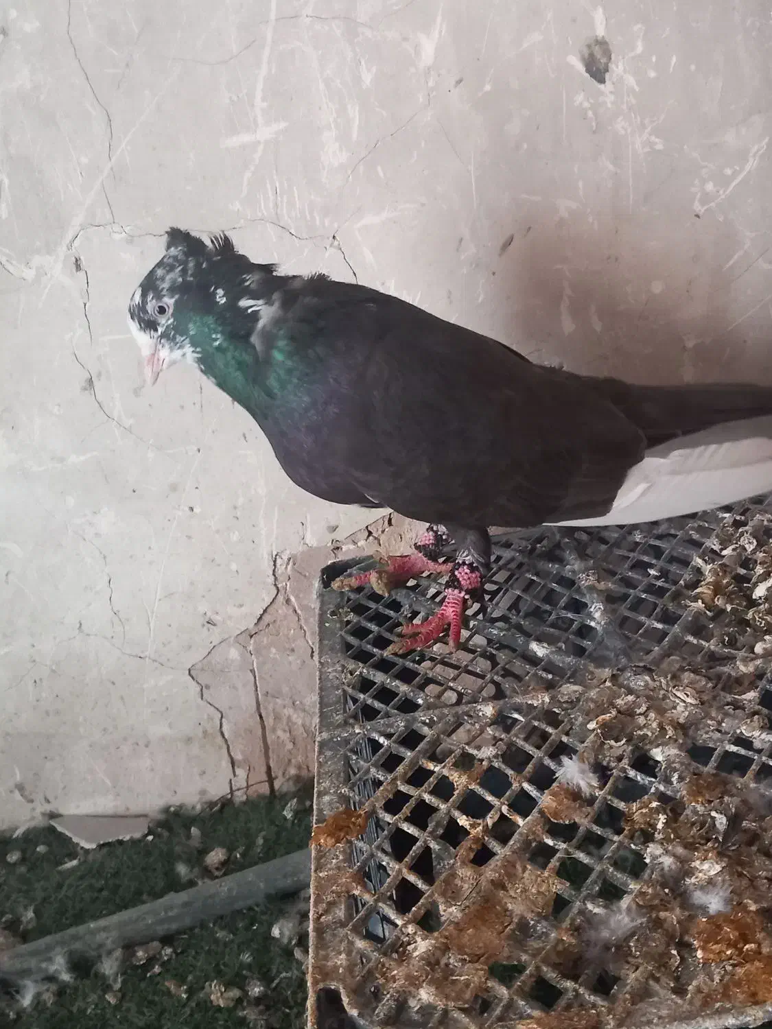 نر دم تریاکی|پرنده|شوش, |دیوار