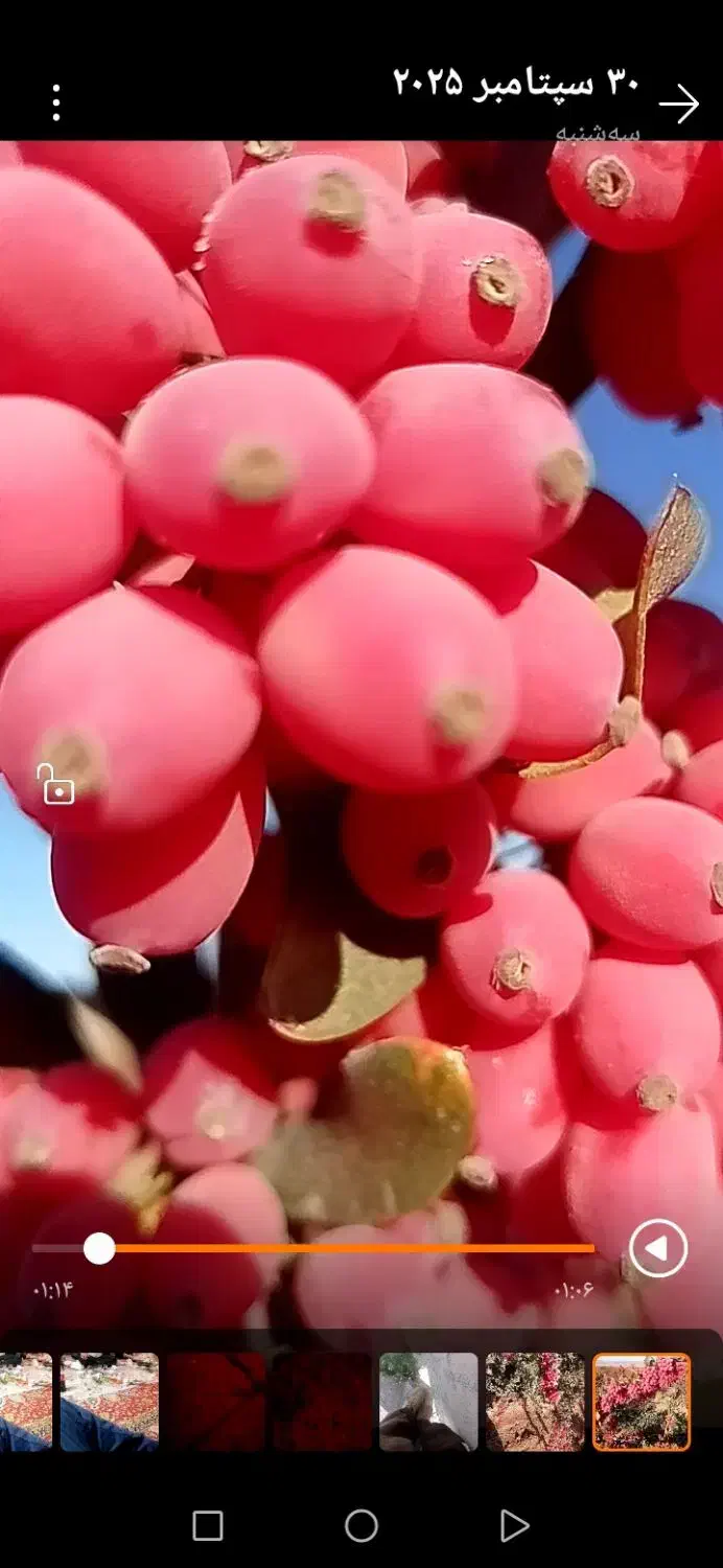 فروش دستگاه خارچین|ماشینآلات صنعتی|زهان, |دیوار