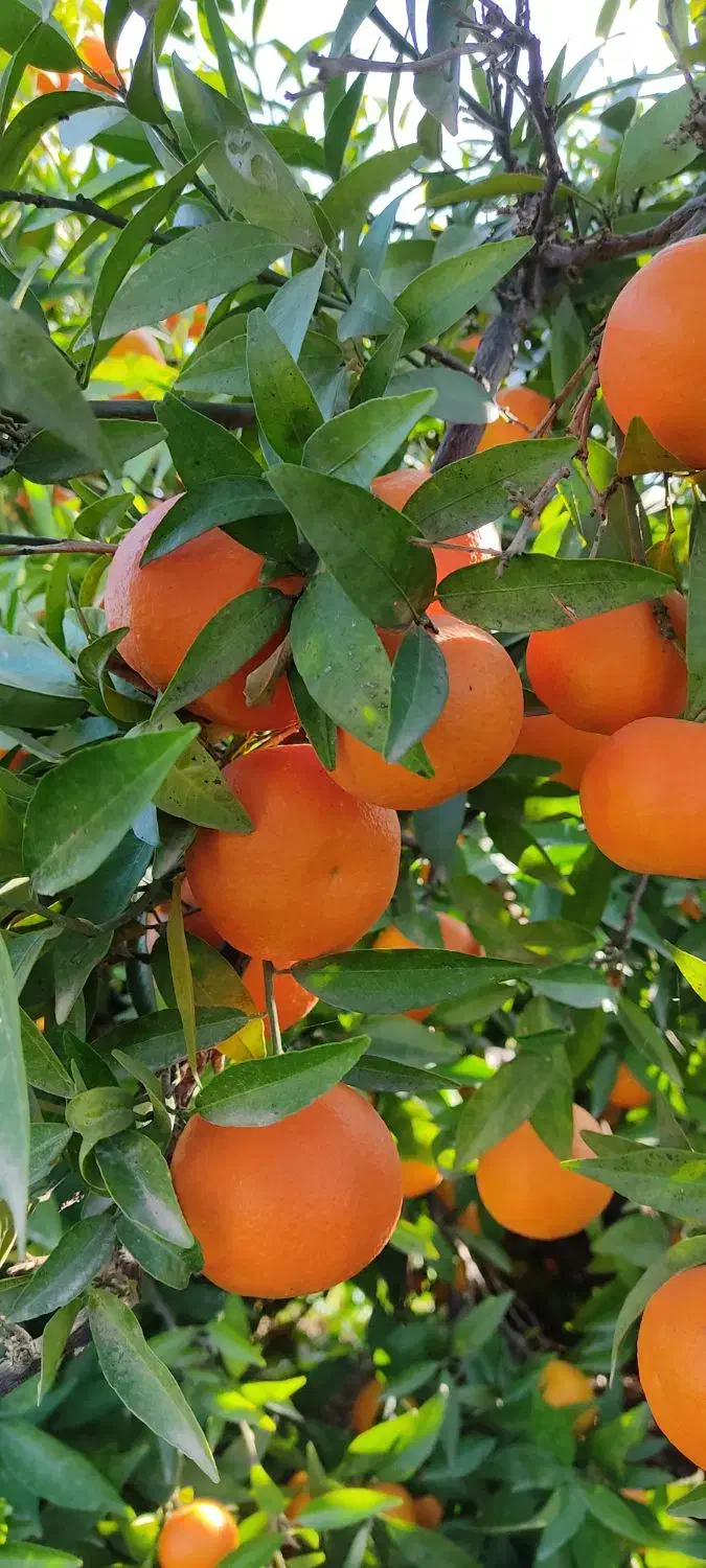 فروش یافا و پچ|خوردنی و آشامیدنی|ساری, |دیوار