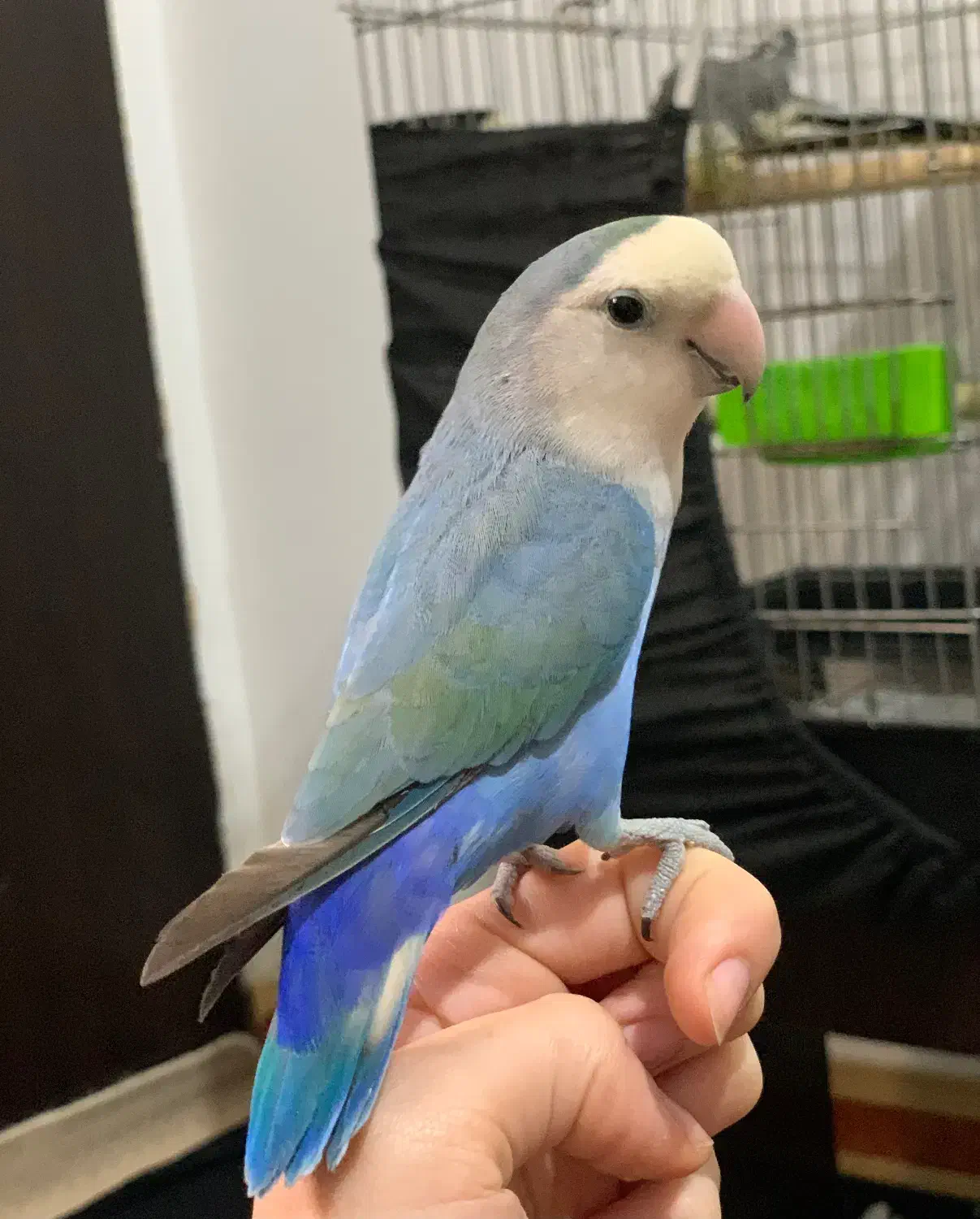 طوطی کوتوله برزیلی|پرنده|ساری, |دیوار