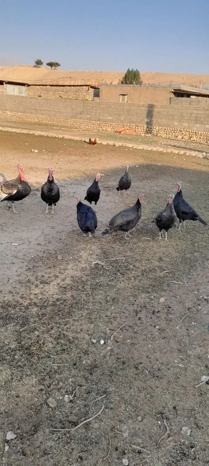 فروشی|حیوانات مزرعه|آبدانان, |دیوار