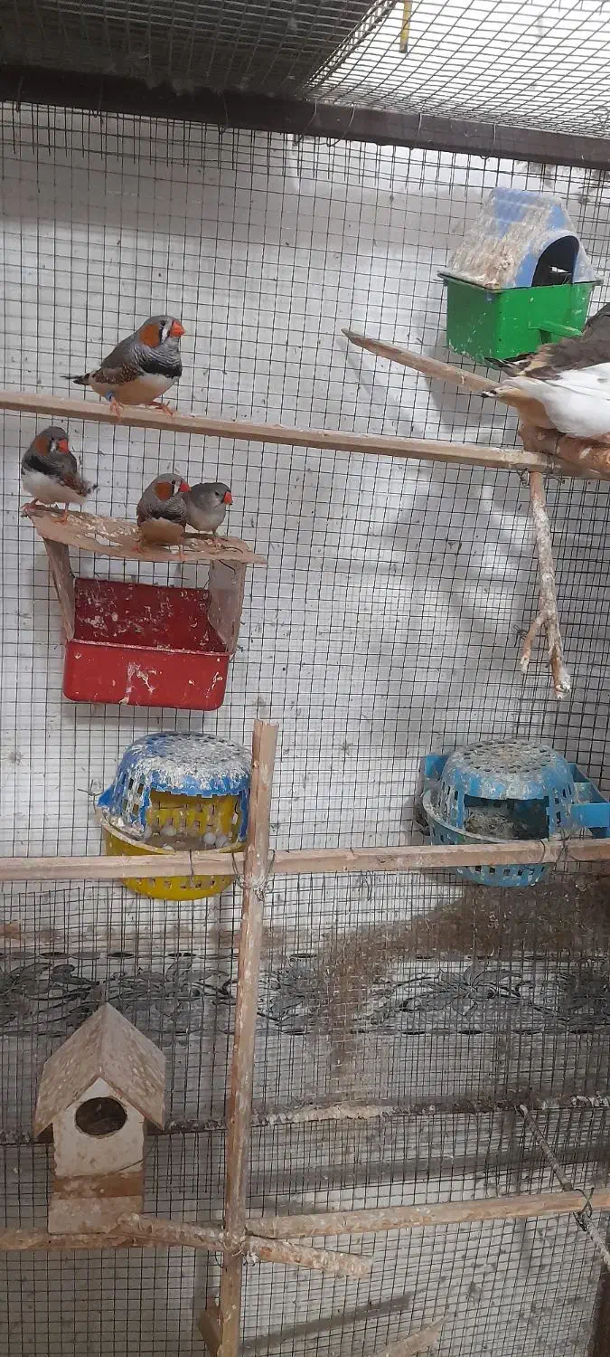 فنچ ۸ عدد ۵ تا نر ۳ ماده مولد هستن|پرنده|بندر ماهشهر, |دیوار