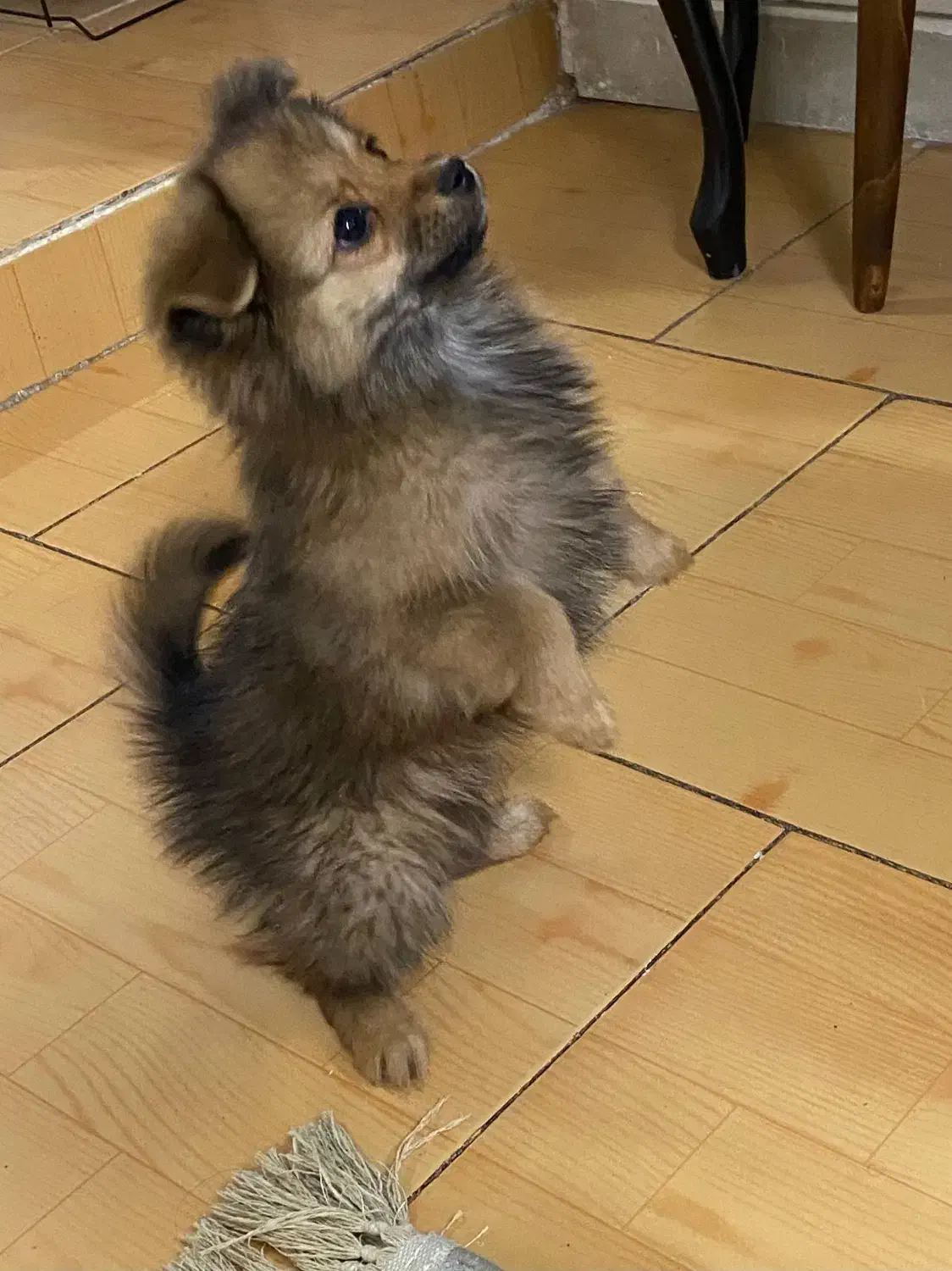 پامرین روباهی عروسکی بازیگوش|سگ|فردیس, فردیس|دیوار