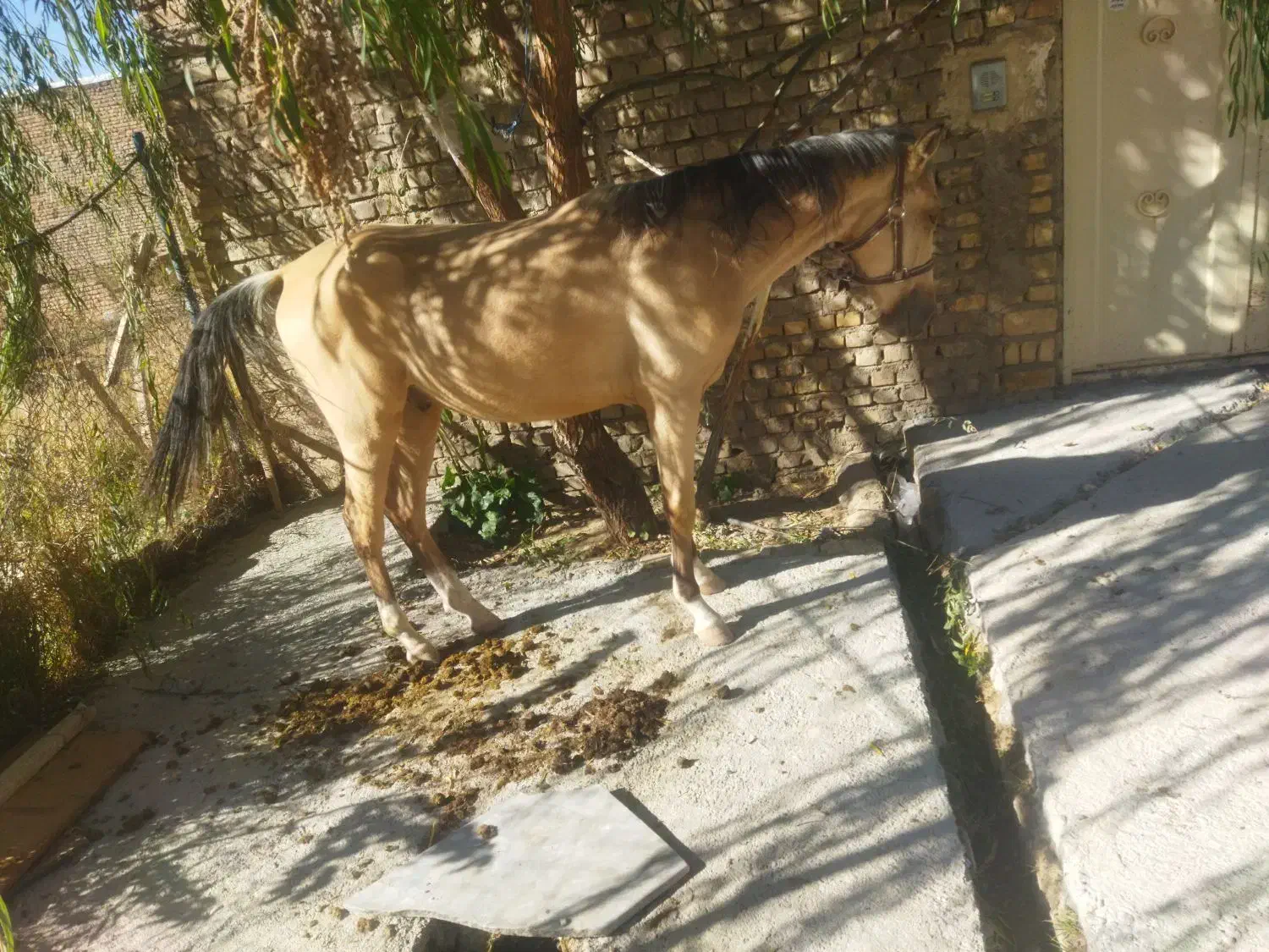 اسب عرب|اسب و تجهیزات اسبسواری|زنجان, |دیوار