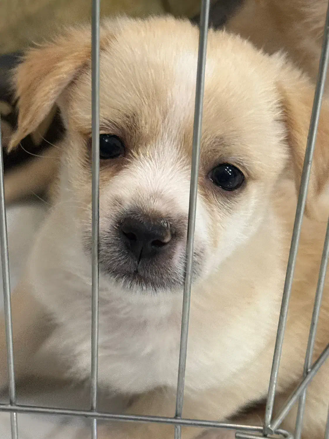 سگ کوچک آپارتمانی|سگ|اصفهان, هزارجریب|دیوار