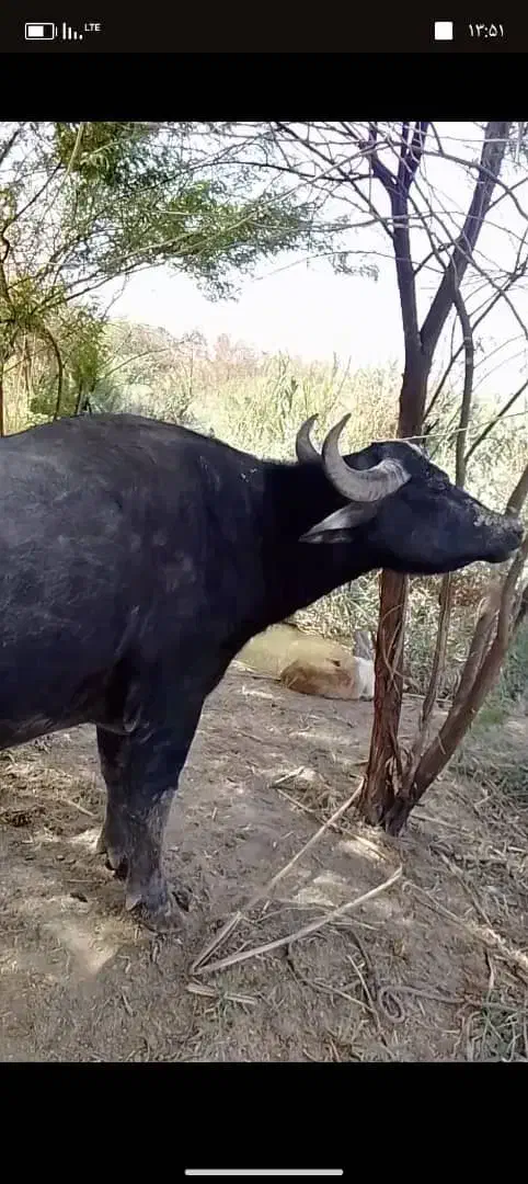 گمشده|حیوانات|آبادان, |دیوار