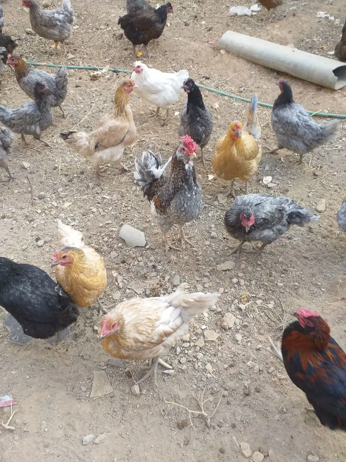 مرغ وخروس|حیوانات مزرعه|لاران, |دیوار