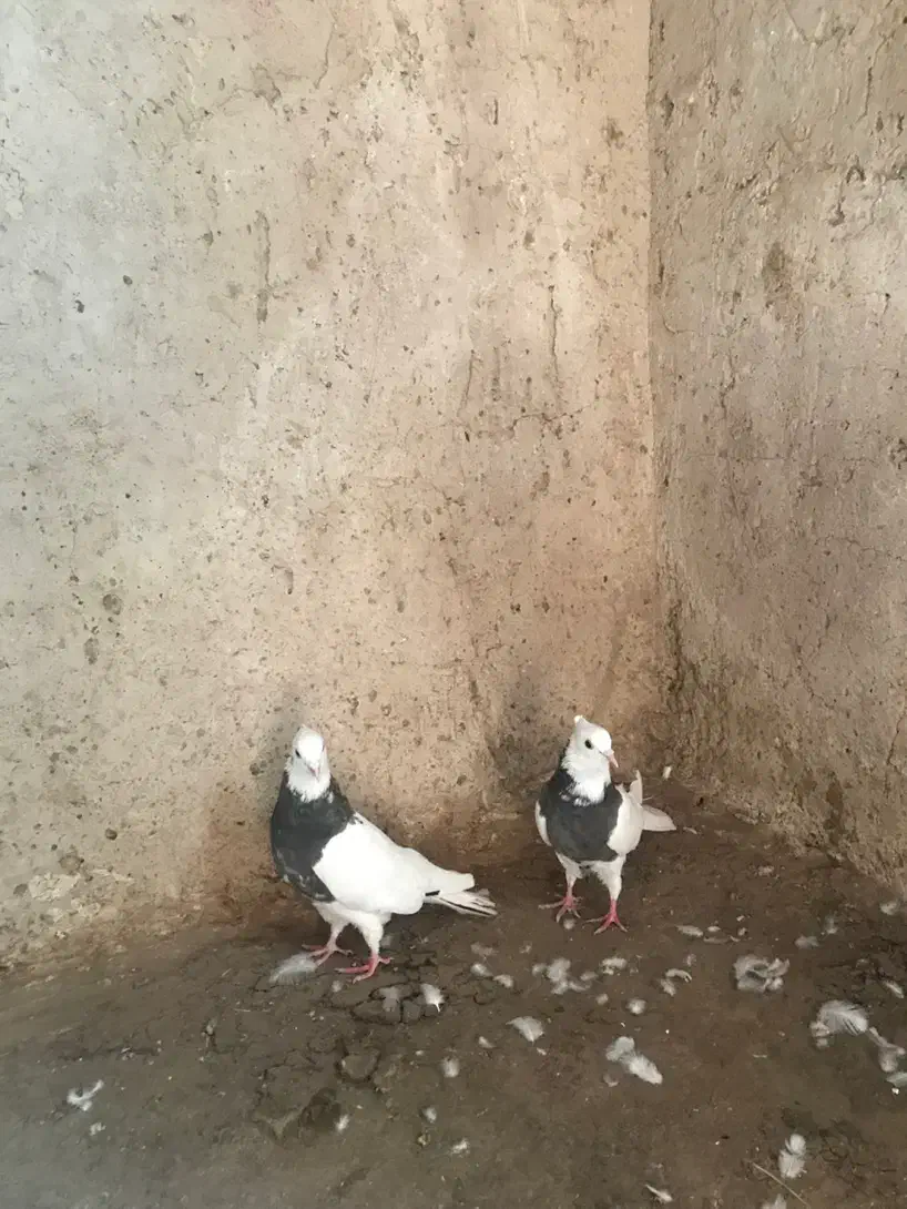 کفتر طوقی یک جفت به شرط جوجه و هوایی بودن|پرنده|بردسکن, |دیوار