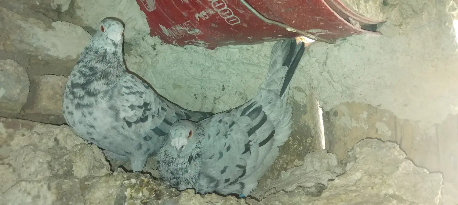 کبوترسروررودبر|پرنده|بستان آباد, |دیوار