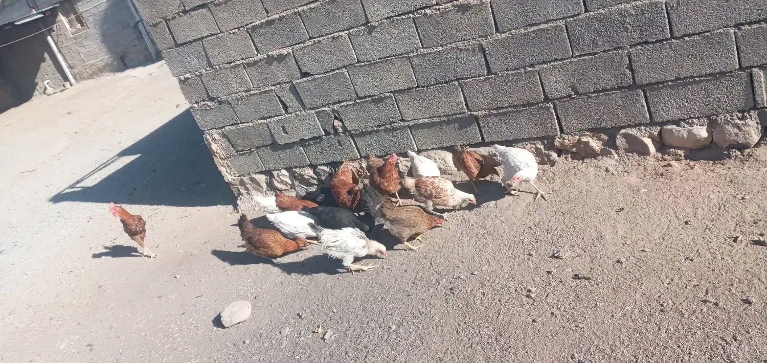 چند عدد مرغ و خروس|حیوانات مزرعه|ویسیان, |دیوار