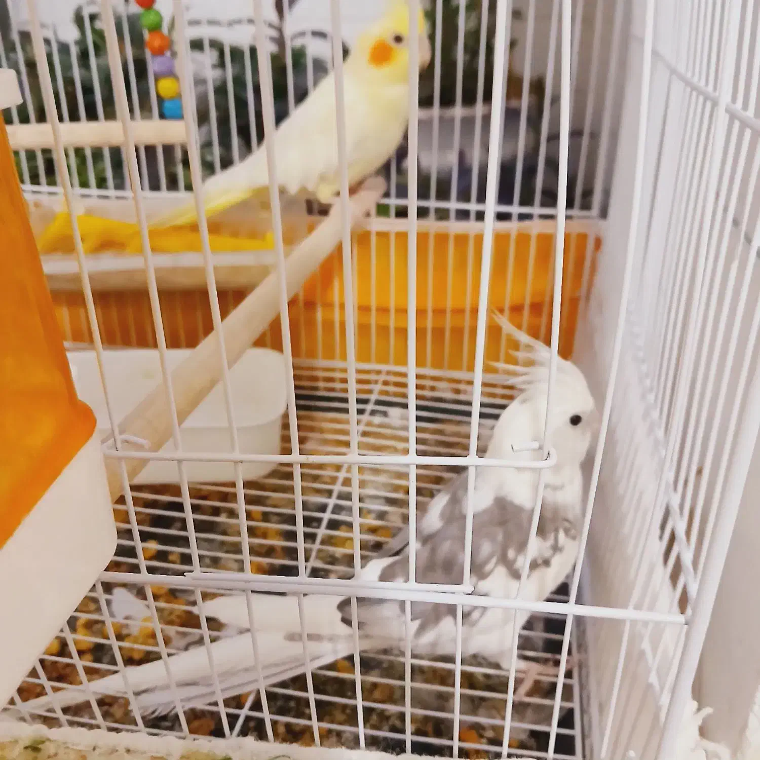 عروس هلندی|پرنده|سلامی, |دیوار