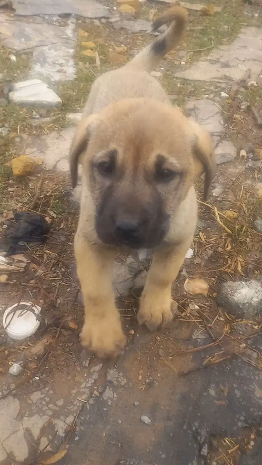 پژدرماده|سگ|کرمانشاه, |دیوار