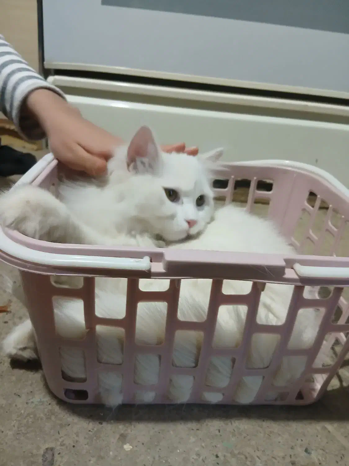 گربه پرشین|گربه|ارومیه, |دیوار