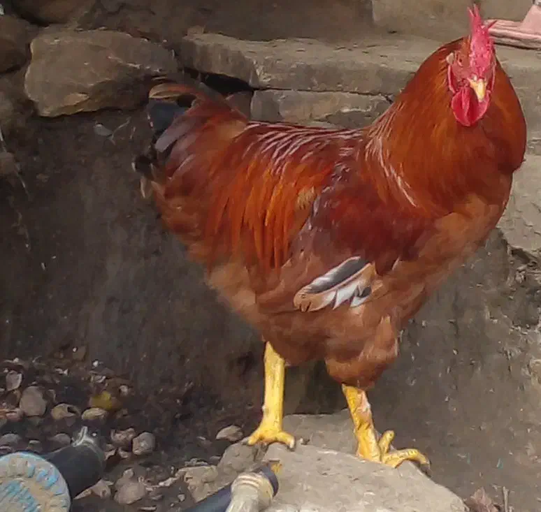 یک میلیون|حیوانات مزرعه|اطاقور, |دیوار