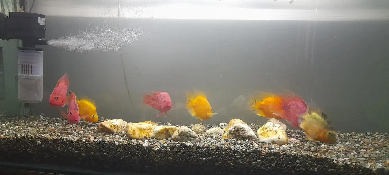 ماهی پرد|ماهی|رباط‌کریم, رباط‌کریم|دیوار