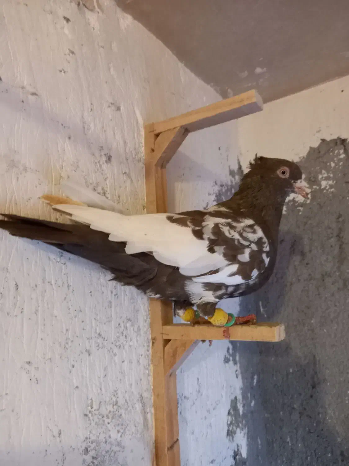 کبوتر رنگی قلدور|پرنده|مشهد, شهید قربانی|دیوار