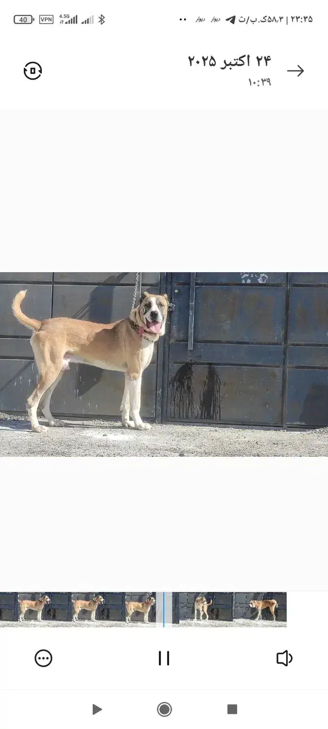 سگ خراسانی نر نسل پلنگ پورحاتم|سگ|ماهدشت, |دیوار