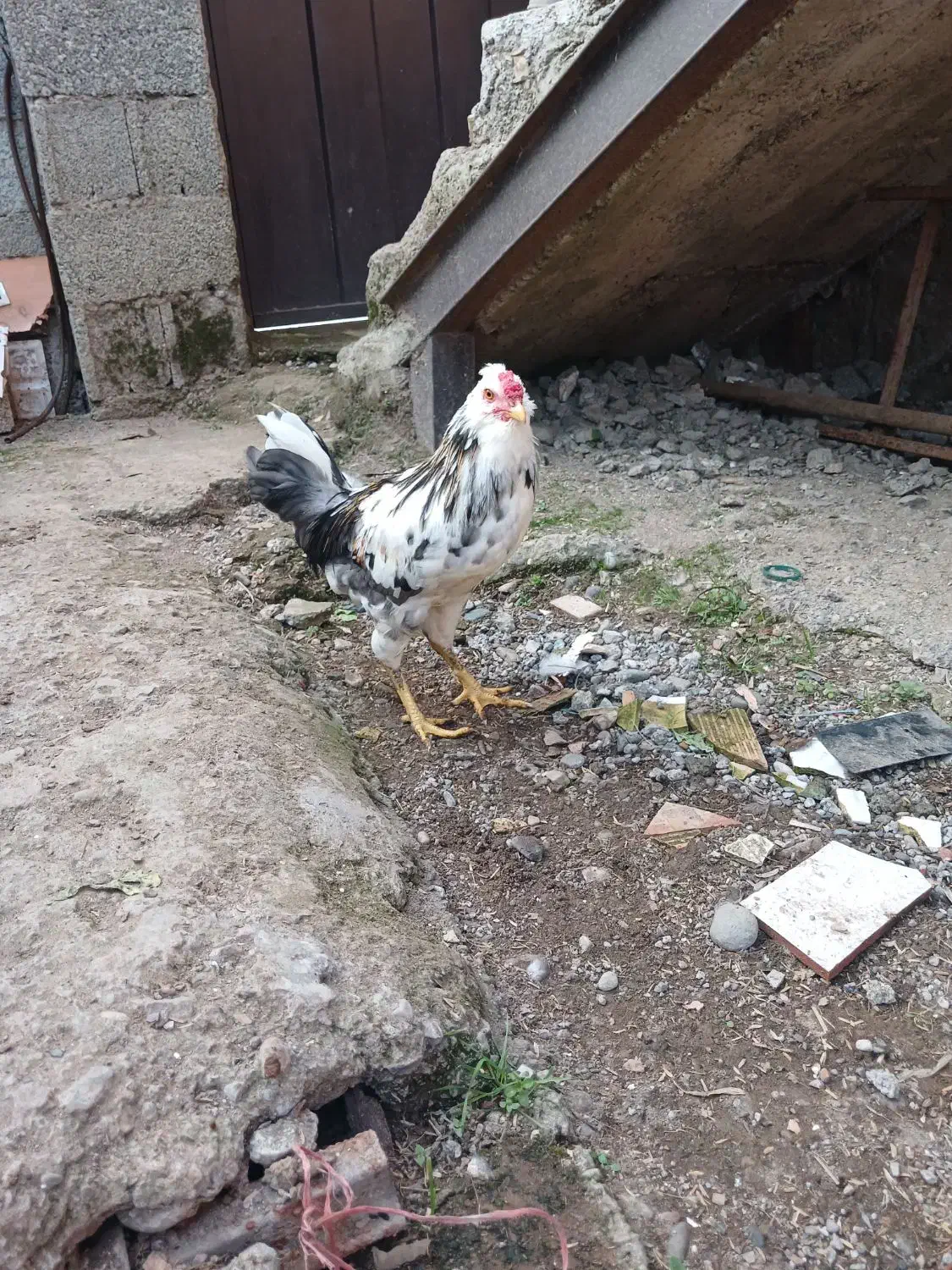 نیمچه گلین لری اصل|حیوانات مزرعه|رشت, حمیدیان|دیوار