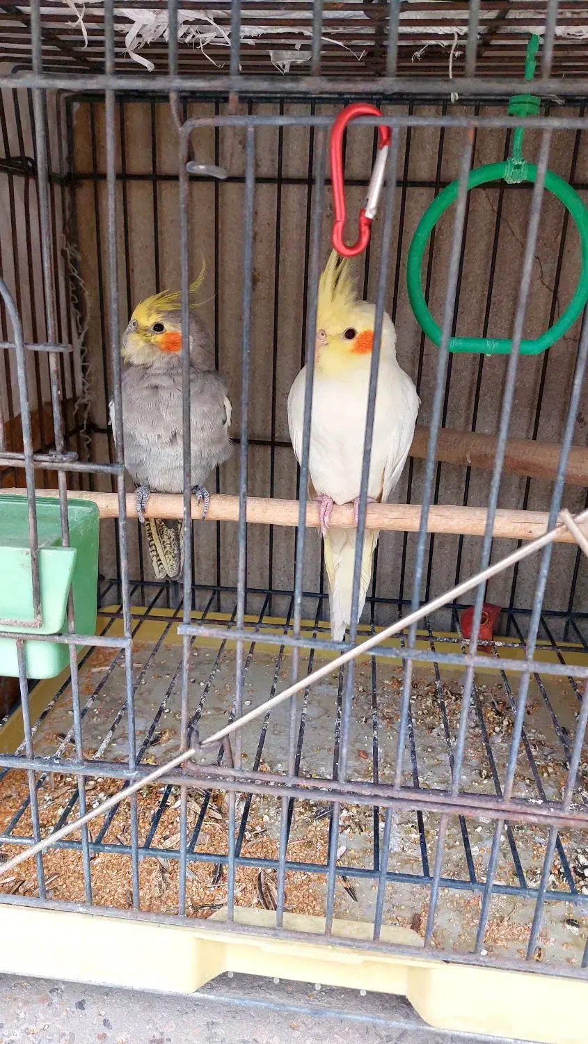 عروس هلندی|پرنده|تهران, امام زاده عبدالله|دیوار