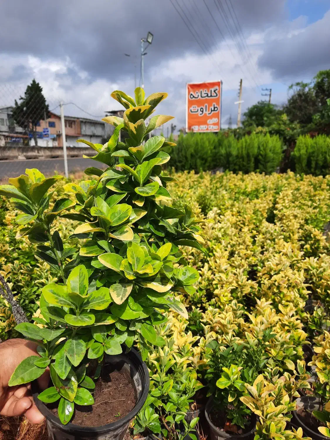 شمشاد طلایی سطل ۳ونایلکسی|گل و گیاه طبیعی|قائم‌شهر, |دیوار