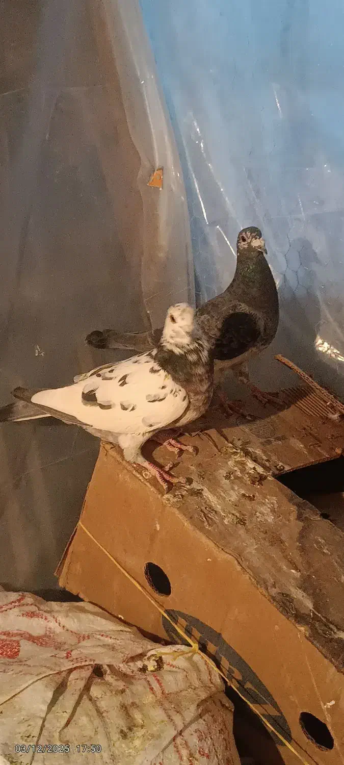 کبوتر پلاکی بزک|پرنده|شیراز, بازار|دیوار