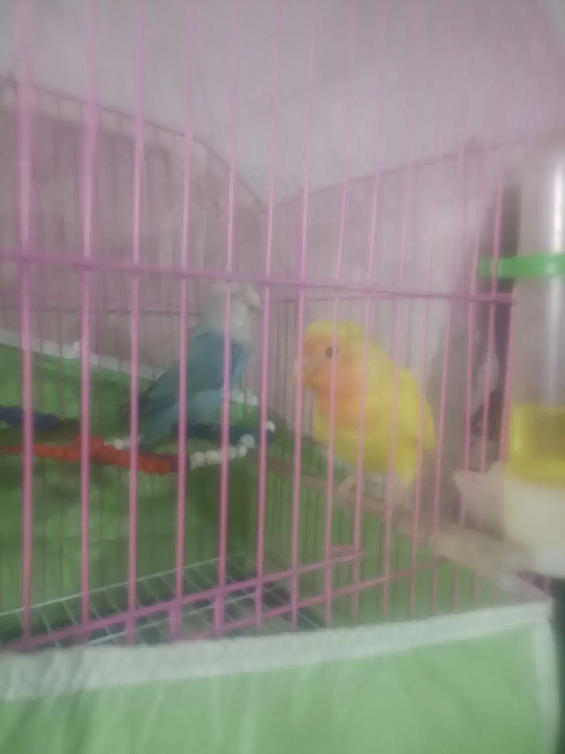 فروش عروس طوطی برزیلی عروس دست اموزم دارم وحشی هم|پرنده|نقده, |دیوار