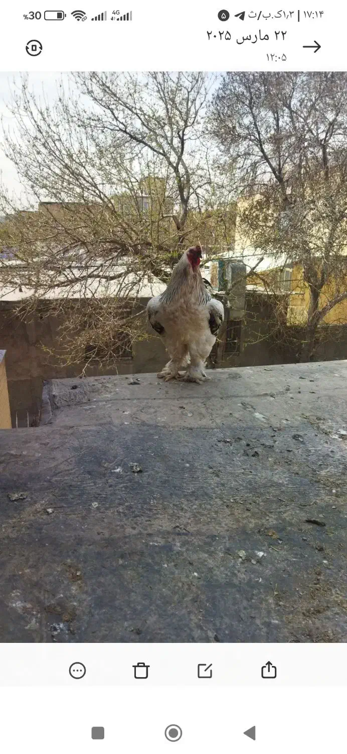 مرغ وخروس برهما مرندی لاری|حیوانات مزرعه|مشهد, نیزه|دیوار