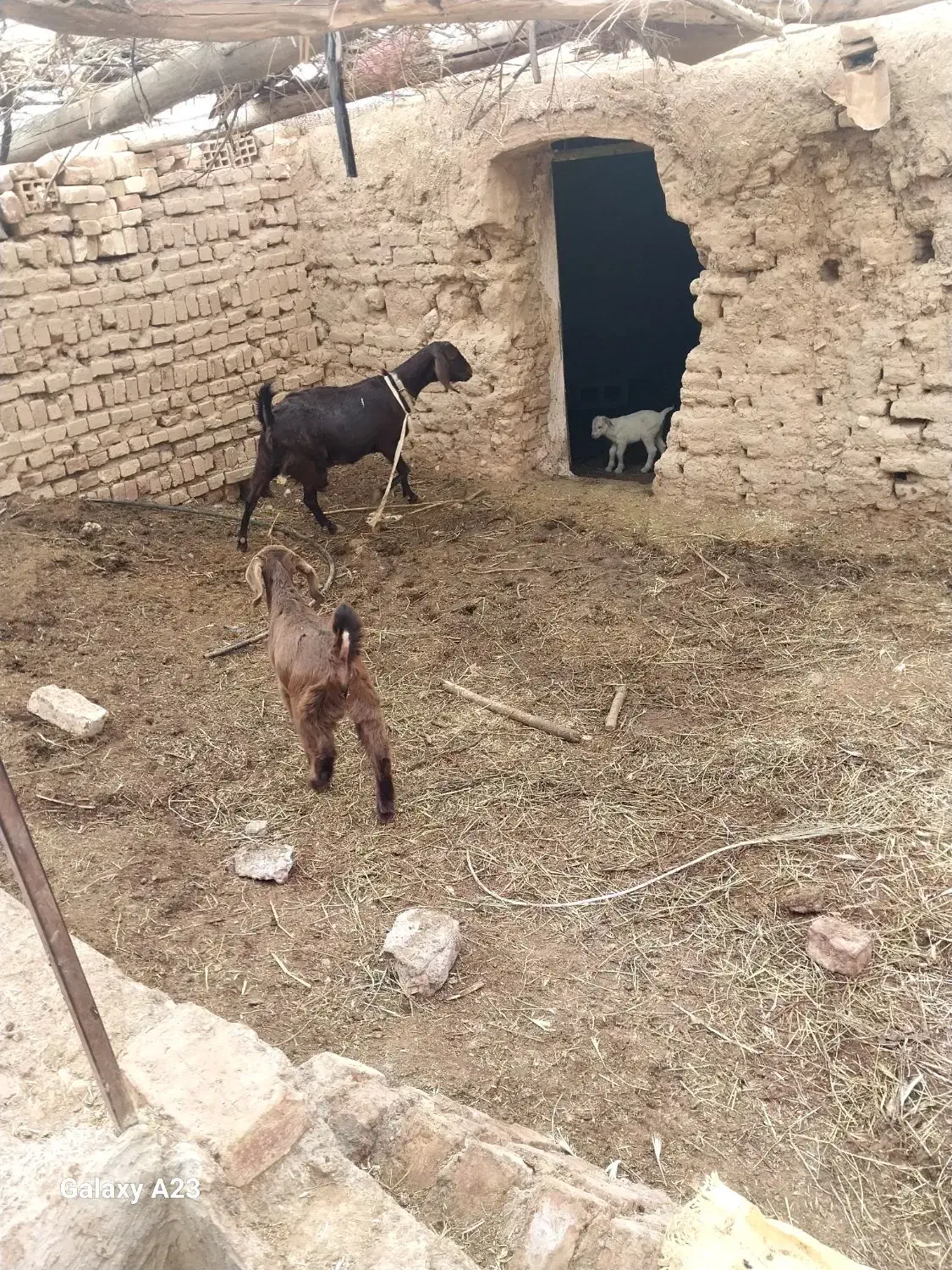 بزفروشی|حیوانات مزرعه|سده (خراسان جنوبی), |دیوار