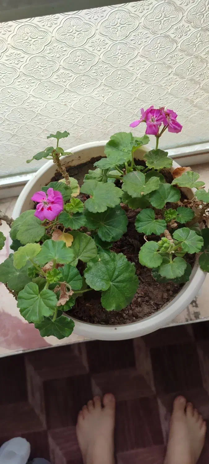 گل طبیعی|گل و گیاه طبیعی|مرند, |دیوار