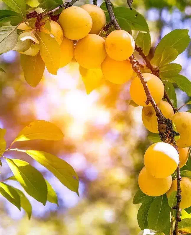 تولید و فروش نهال آلو زرد خورشتی|خدمات باغبانی و درختکاری|تنکمان, |دیوار