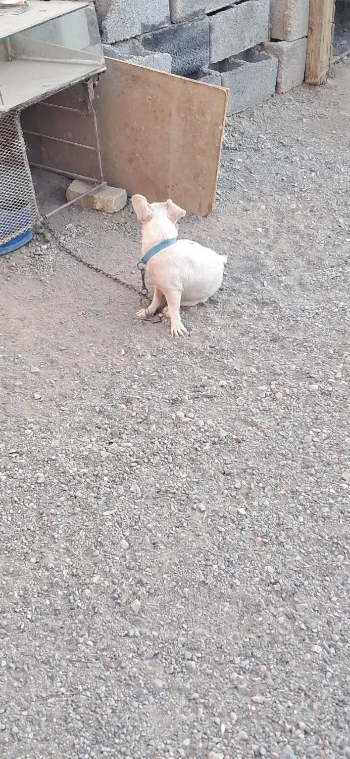 سگ پاکوتا|سگ|جیرفت, |دیوار