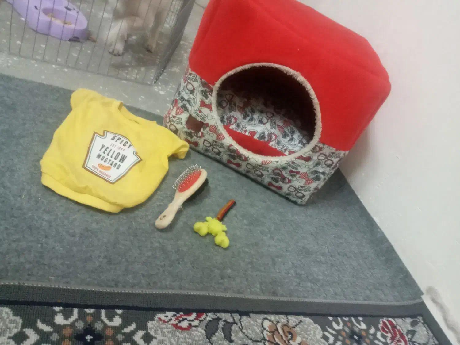 میکس اشپیتز سه ماه ونیمه پسر|سگ|مشهد, شهید بصیر|دیوار