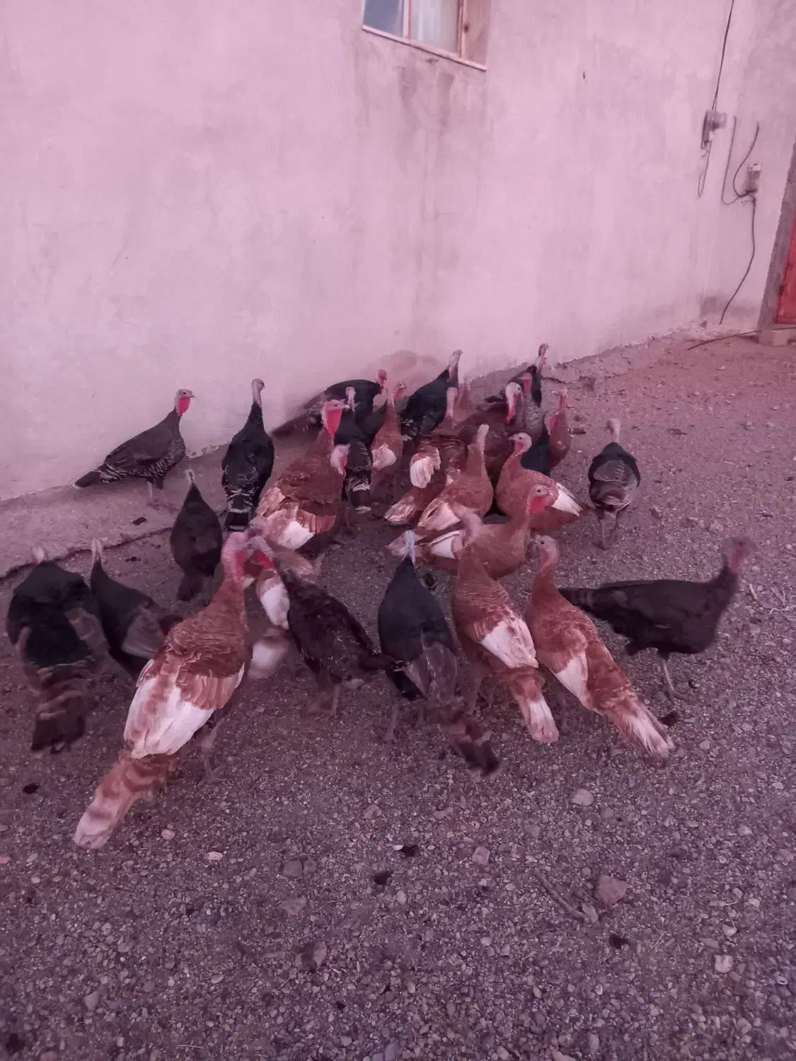 فروش بوقلمو (بوق)|حیوانات مزرعه|بیستون, |دیوار