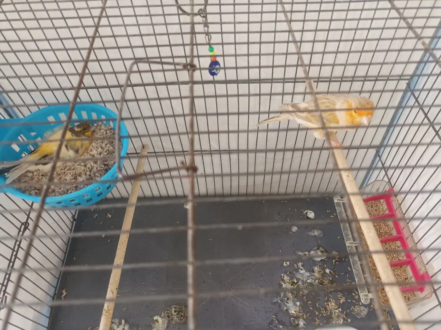 قناری نرو ماده|پرنده|هشتگرد, قاسم آباد بزرگ|دیوار