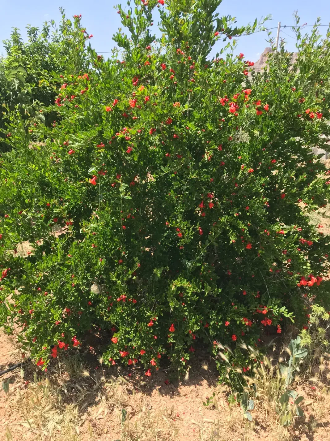 فروش باغ و زمین کشاورزی سند تک برگ|فروش زمین و ملک کلنگی|دهاقان, |دیوار