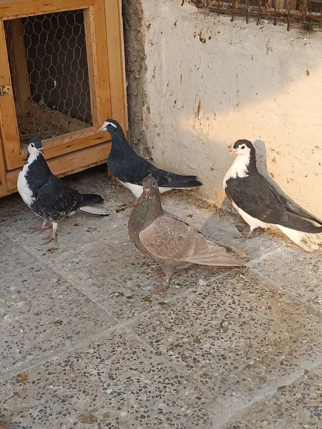 کبوتر دمگیر مشکی سینه دم پاک|پرنده|خمینی‌شهر, |دیوار