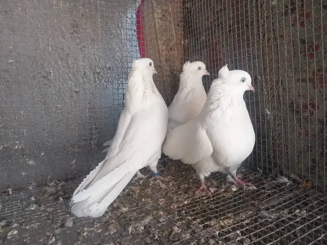 سفید چشم سفید|پرنده|بم, |دیوار