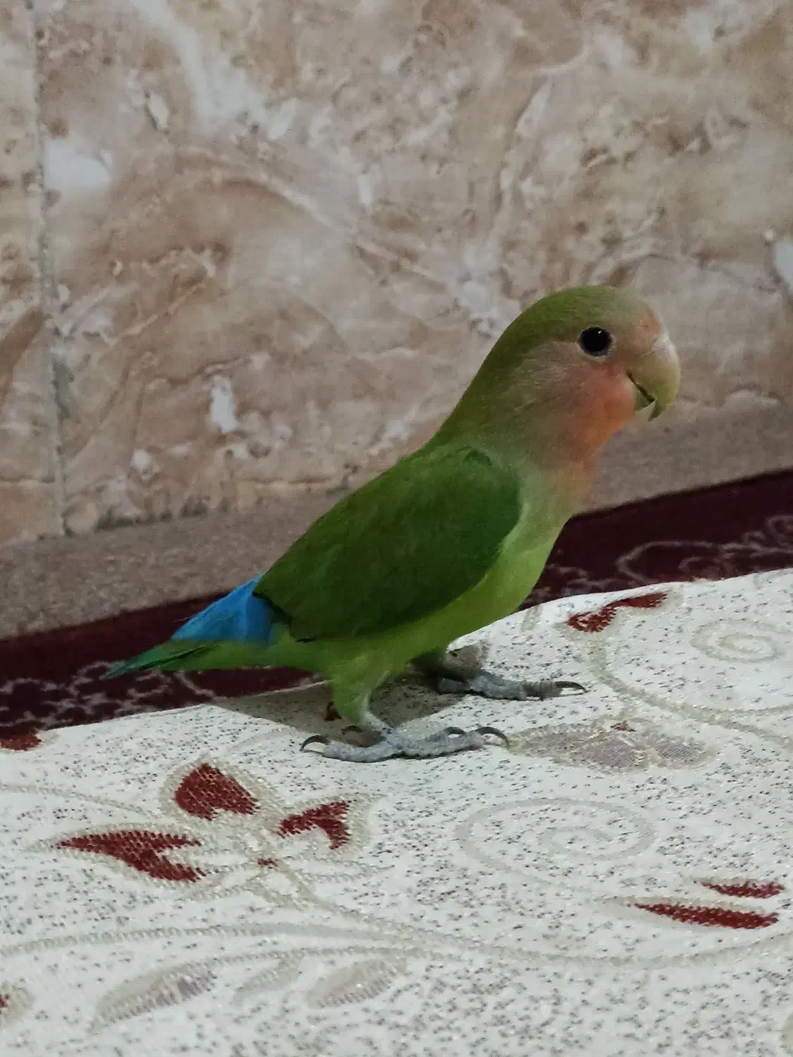 کوتوله صورت هلویی جوان دستی معاوضه دارم|پرنده|تایباد, |دیوار