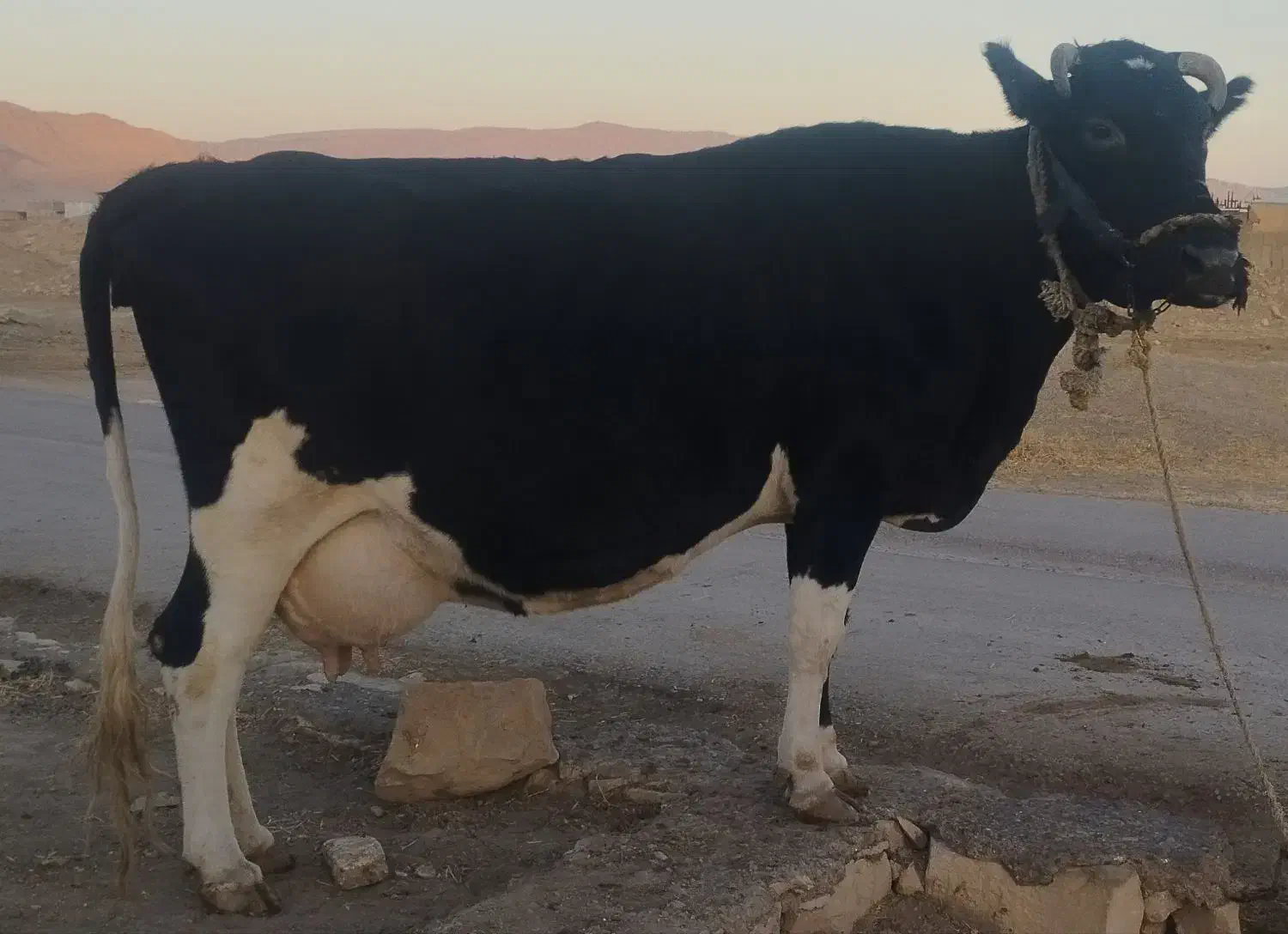 گاو دورگ هلشتاین|حیوانات مزرعه|رومشکان, |دیوار