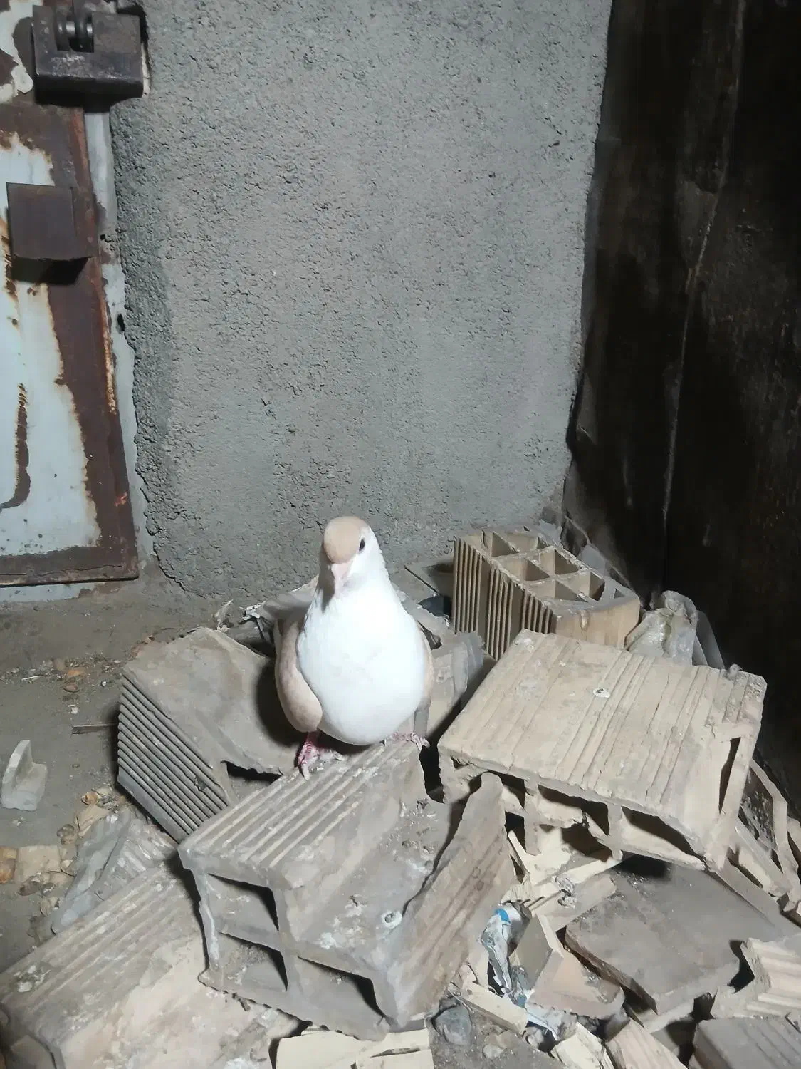 یک ساده کلاغ دم زرد نره|پرنده|مشهد, قائم|دیوار