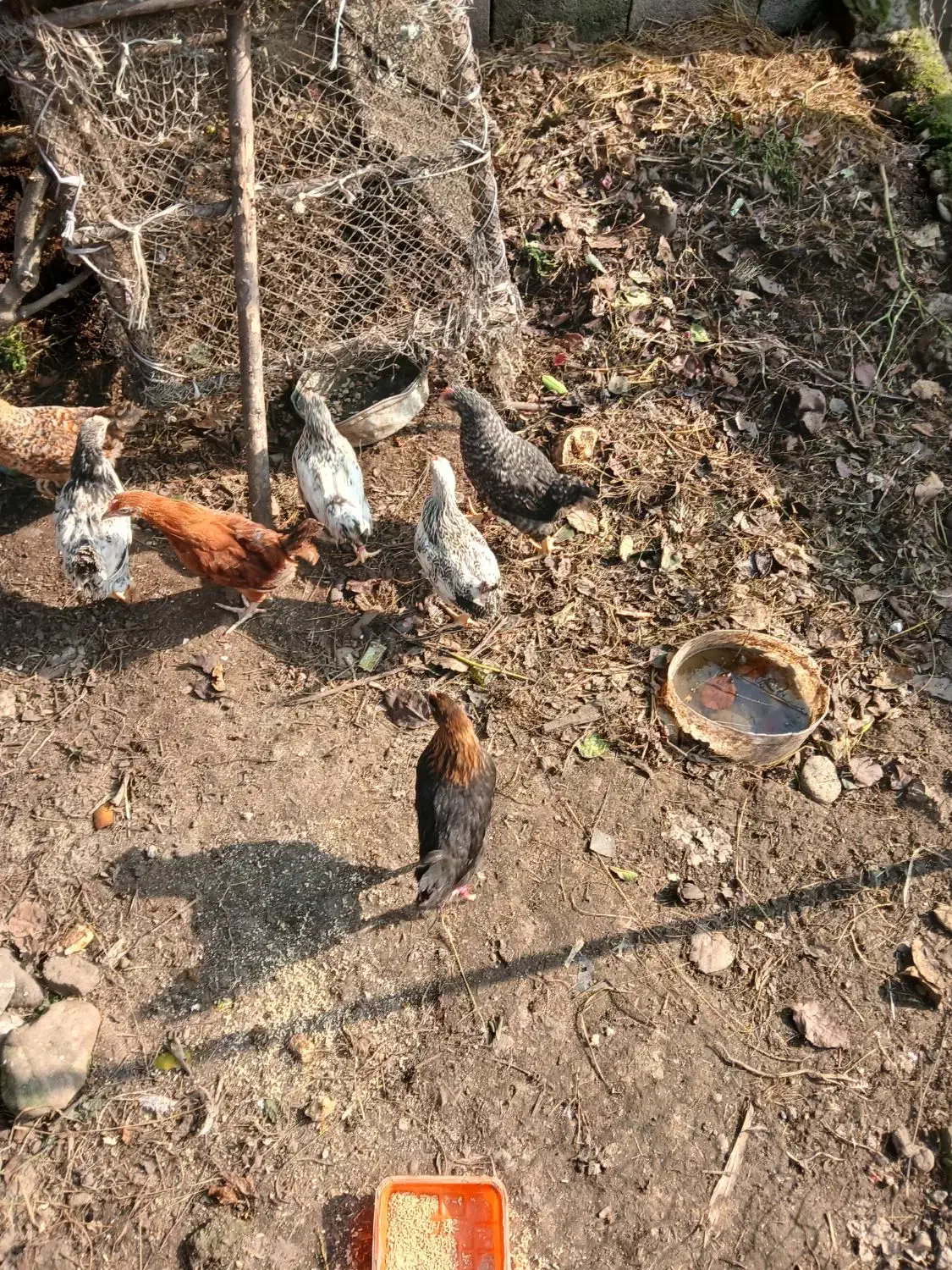 جوجه|حیوانات مزرعه|اسالم, |دیوار